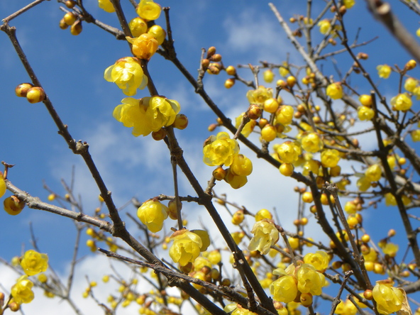 ロウバイ見学の際は「西口・翼のゲート」が便利です(画像提供:森のカメラマン / PIXTA)