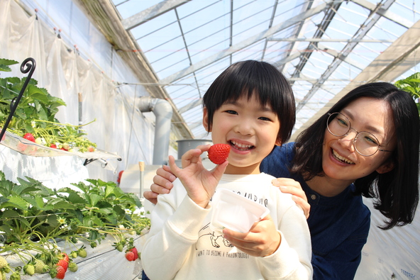 自分で選んで摘み取ったいちごは、格別なおいしさ!