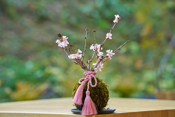 小さな和の庭 桜の苔玉づくり