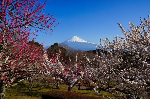 梅をはじめ、富士山や駿河湾、南アルプスを望む眺望が魅力の公園