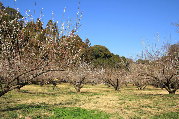 天浜線「豊岡駅」から徒歩15分の青梅生産農家(画像提供:shikema / PIXTA)