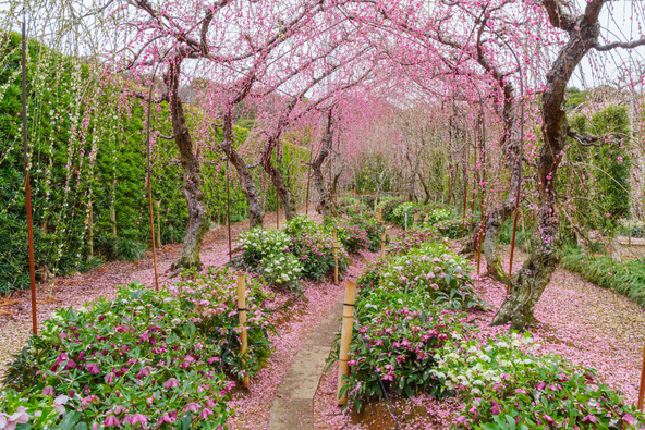 梅の木の下には、クリスマスローズが植えられており、梅とのコラボレーションも楽しめます(画像提供:knight315 / PIXTA)