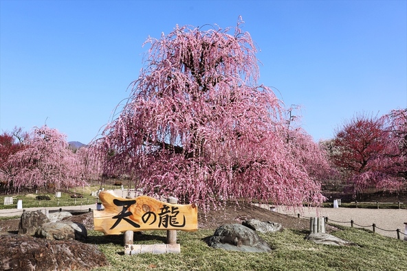「呉服(くれは)しだれ」を中心に、約200本の梅の名木が植栽されています