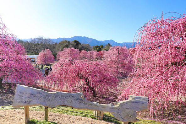 開花期間のみ一般開放される庭園