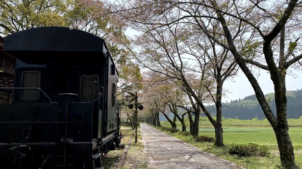 車両と桜とてもいい雰囲気です。