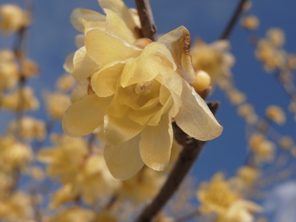 ソシンロウバイ(画像提供:trail / PIXTA)