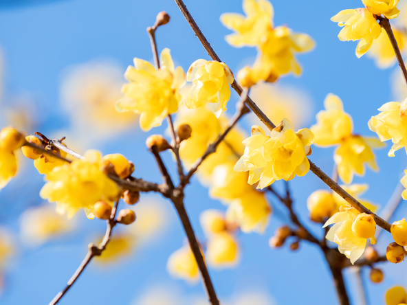 エリアごとに異なる品種が植えられています(画像提供:keite.tokyo / PIXTA) ※画像はイメージです