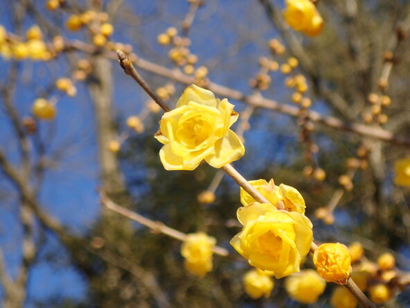 「長瀞宝登山臘梅園」のフクジュロウバイ(福寿臘梅)/画像提供:秩父鉄道)※画像はイメージです
