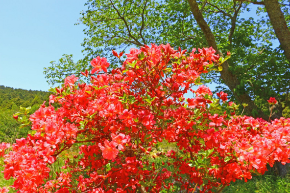 緑の中に映える山つつじ