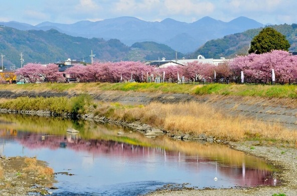 朝比奈川に沿って桜並木が続きます