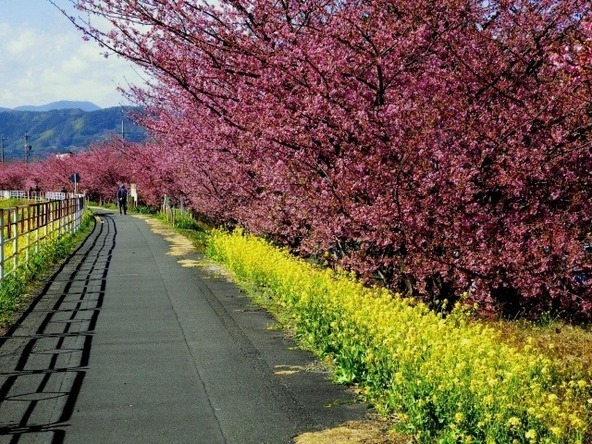 菜の花と河津桜を眺めながらお散歩♪(画像提供:一般社団法人 焼津市観光協会)