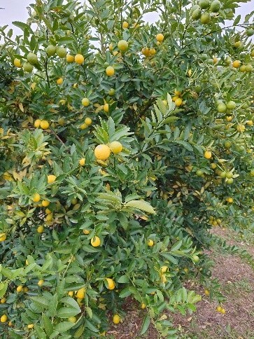 ライムクワット