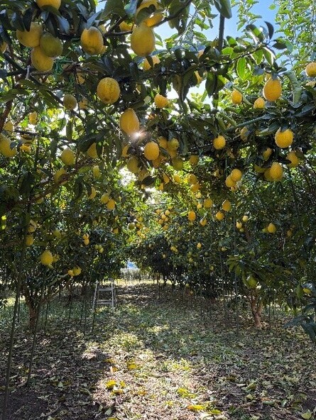 璃の香(りのか)