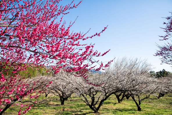 のどかな春の風景に癒やされます(画像提供:秋間梅林観光協会)