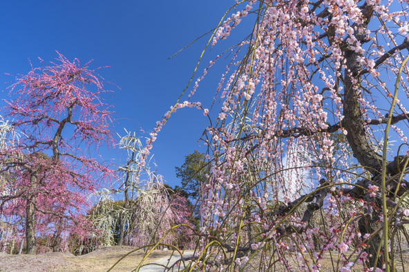 期間限定で開園する「しだれ梅園」(画像提供:でじたるらぶ / PIXTA)