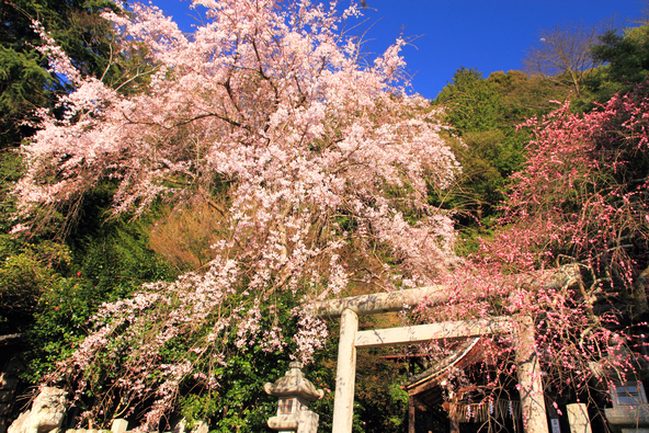 3月の「大豊神社」(画像提供:Photonchu / PIXTA)