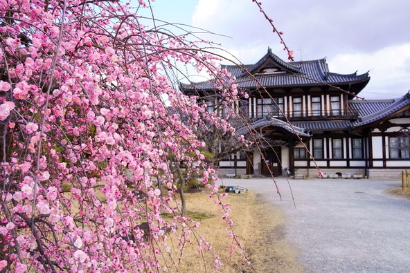 「城址会館」と満開のしだれ梅(画像提供:barman / PIXTA)