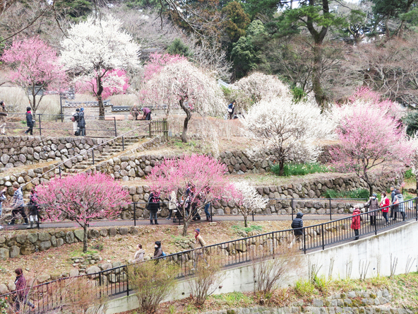 1月から3月上旬にかけて梅を楽しめる名所です