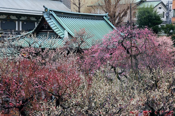 「文京梅まつり」開催中の境内