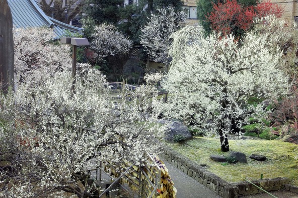 2月21日(土)・22日(日)・23日(月・祝)3連休は神輿渡御や物産展でにぎわいます