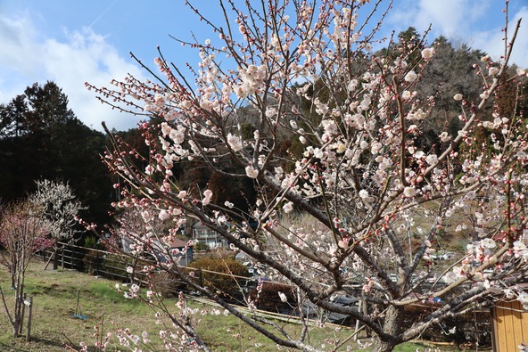 再植樹を経た現在の「吉野梅郷」の様子