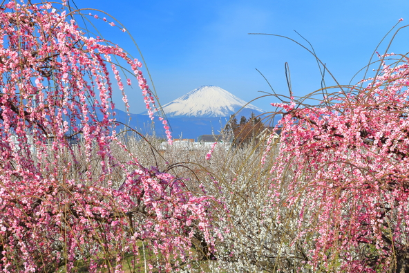一度は見に行きたい梅と富士山のコラボ(画像提供:kazukiatuko / PIXTA)
