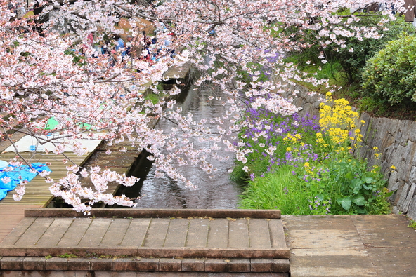 散策用に木道が整備されています(画像提供:Ran / PIXTA)