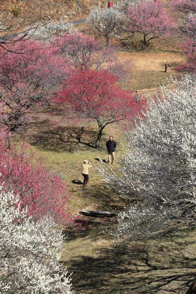 色鮮やかな梅は写真映えすること間違いなし(写真提供:やまなし観光推進機構)