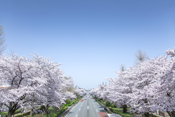 大学通り付近の並木(画像提供:C-geo / PIXTA)