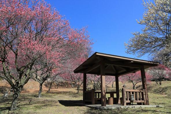 梅の花の美しさはもちろん、香りを感じながら散策を楽しみましょう