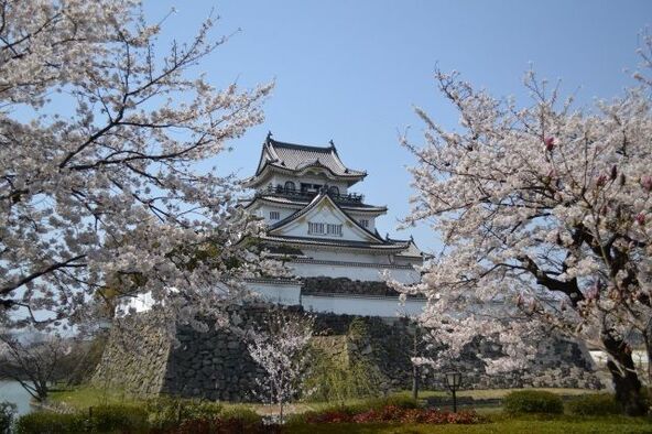 桜が満開時の「岸和田城」の様子