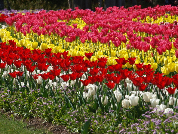 約300品種・14万球のチューリップを満喫♪