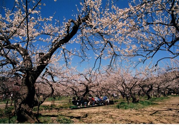 子供も大人も一緒に楽しめる「ミニSL」は1周300円。3歳未満は無料です