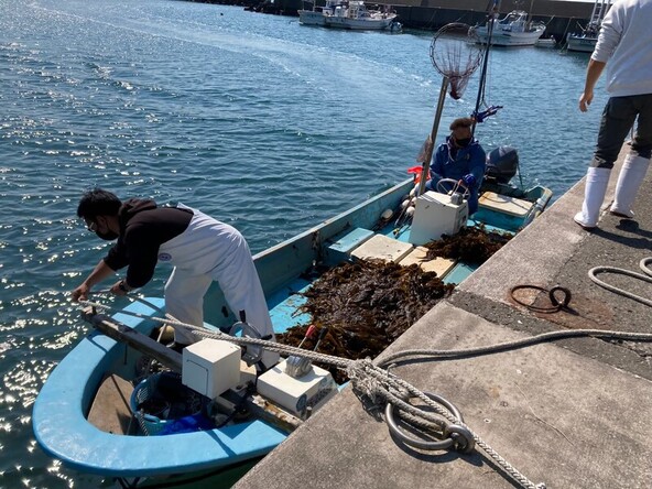 獲れたての生わかめを漁師さんから直接購入できるチャンス!