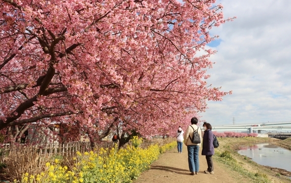風情ある桜並木は、ゆったりと散策するのにおすすめ(写真提供:三山静雄氏)