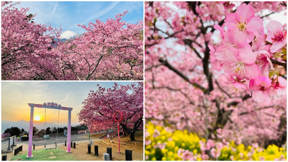 1人乗りのブランコ「スカイスウィング」や菜の花とのコラボも