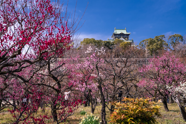 あたり一面に甘酸っぱい梅の香りを漂わせます(画像提供:まちゃー / PIXTA)