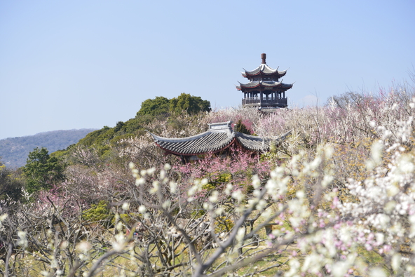 中国建築を彩る梅(画像提供:旅風 / PIXTA)