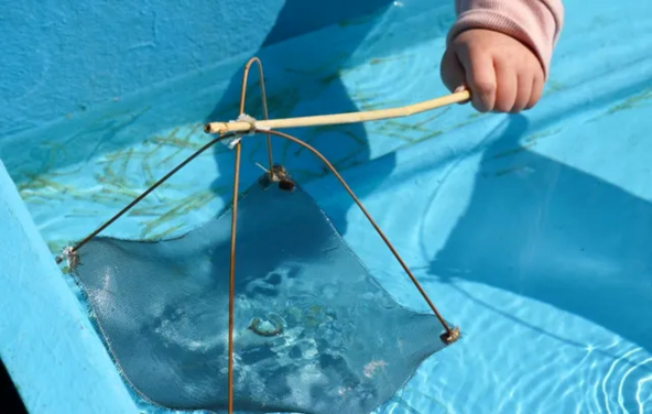 体が透き通った不思議な魚・シロウオ