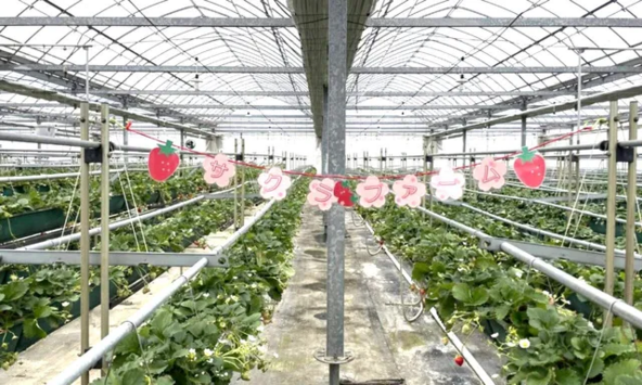 目線近くにいちごの実がなる高設栽培のハウス(画像提供:公益社団法人 和歌山県観光連盟)