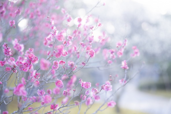 春の訪れを告げる梅の花(画像提供:(C)石川県観光連盟)