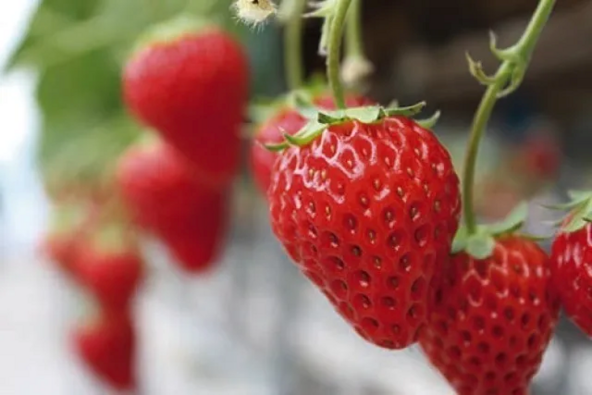 竜王いちごフェア(観光協会撮影)