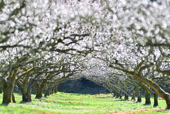 「寿長生の郷」の梅、過去の満開時の様子(画像提供:terkey / PIXTA)