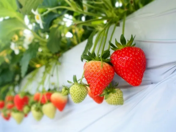 県外ではなかなか出会えない奈良県産の「あすかルビー」を堪能