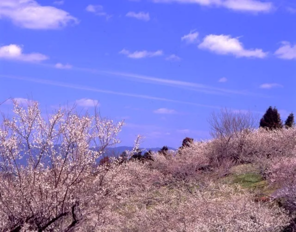 「梅の里山まつり」過去開催時の様子