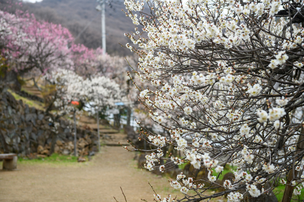 不老園の様子(画像提供:relax / PIXTA)
