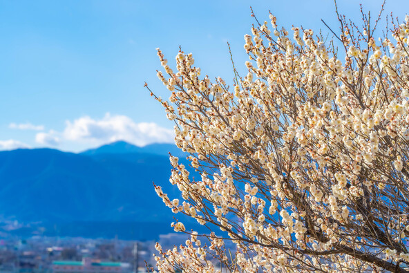 青空に映える梅の花(画像提供:ライダー写真家はじめ / PIXTA)