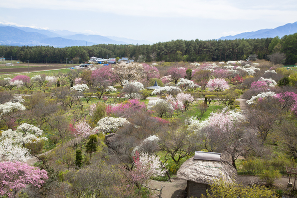 竜峡(りゅうきょう)小梅や信濃小梅、しだれ紅梅など、色鮮やかな梅の花が咲き誇ります(画像提供:hanasanka_zyzy / PIXTA)