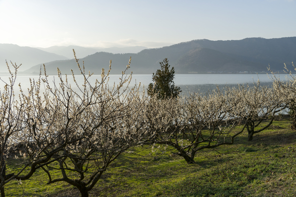 三方五湖湖畔に続く約7万本もの梅は、まさに絶景(画像提供:sorairo / PIXTA)