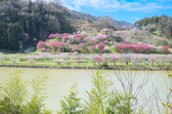 少し離れたところからの観梅もおすすめ(画像提供:ふるさと探訪倶楽部 / PIXTA)